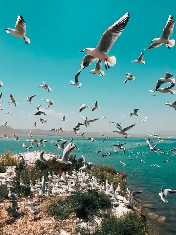 wild nature picture crowded seagull flock beach scene 