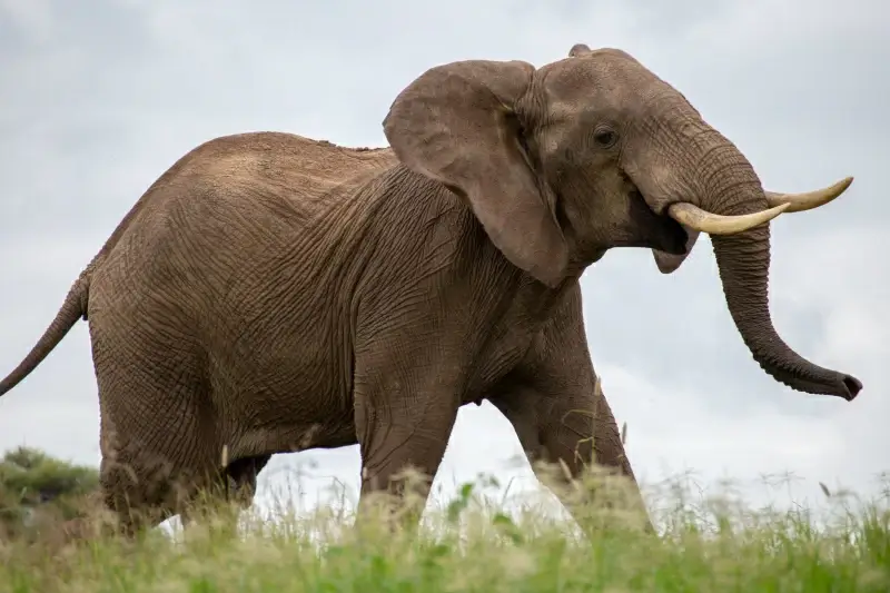 wild nature picture cute joyful elephant 