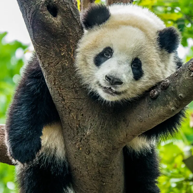 wild nature picture cute panda climbing tree