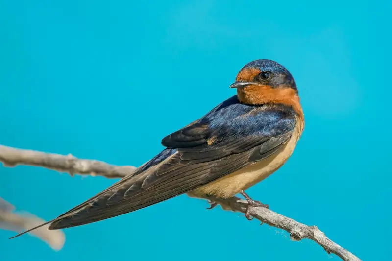 wild nature picture cute perching swallow closeup