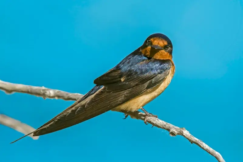 wild nature picture cute perching swallow sky scene