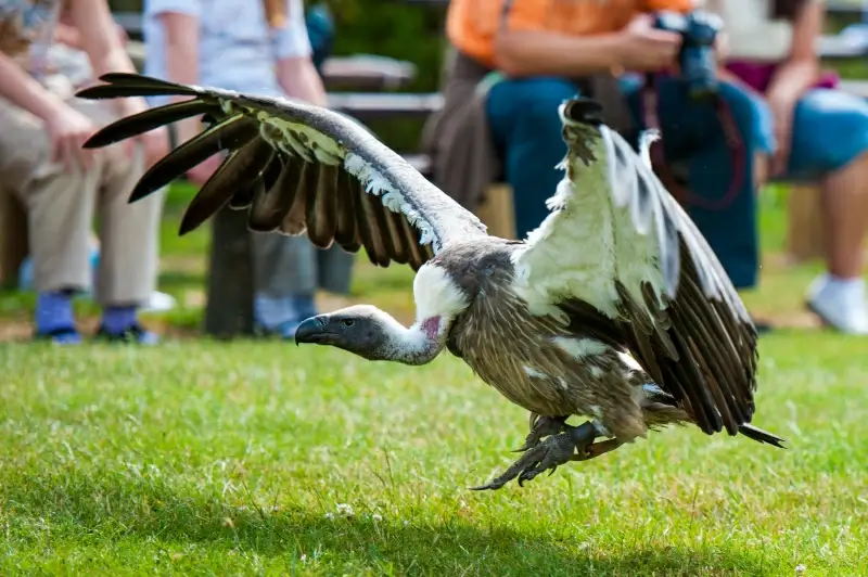 wild nature picture dynamic descending vulture