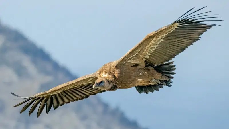 wild nature picture dynamic flying vulture 