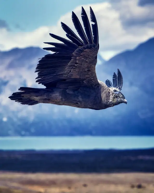 wild nature picture dynamic flying vulture scene