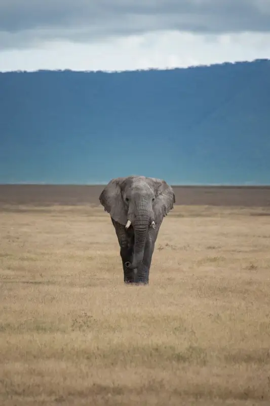 wild nature picture elephant grassland scene