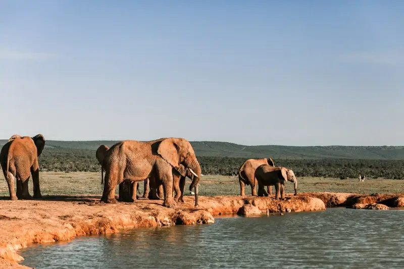 wild nature picture elephants herd river scene 