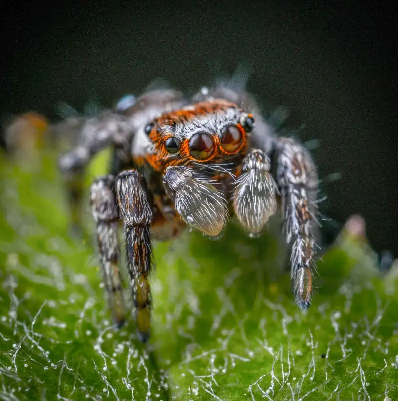 wild nature picture frightening closeup spider