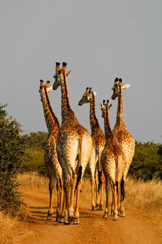 wild nature picture giraffe herd scene 