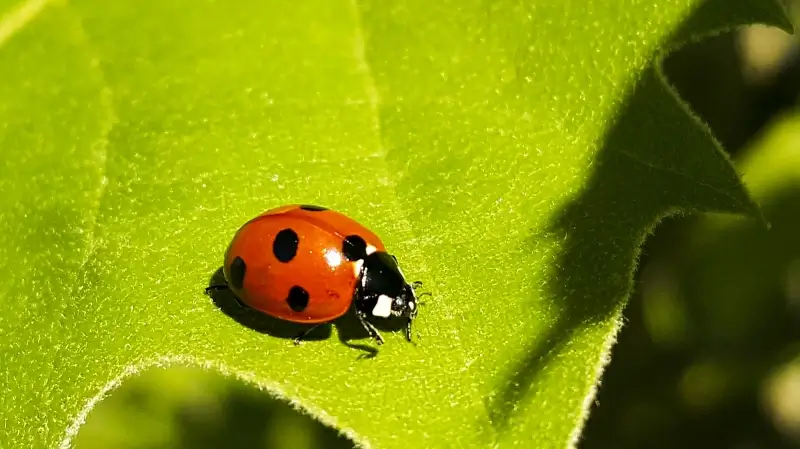 wild nature picture ladybug leaf closeup 