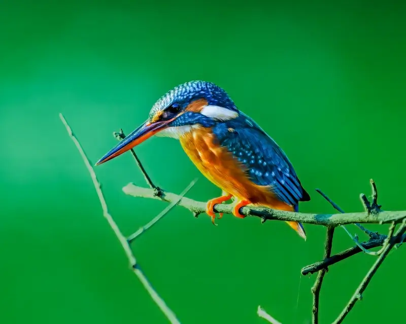 wild nature picture perching Kingfisher scene 