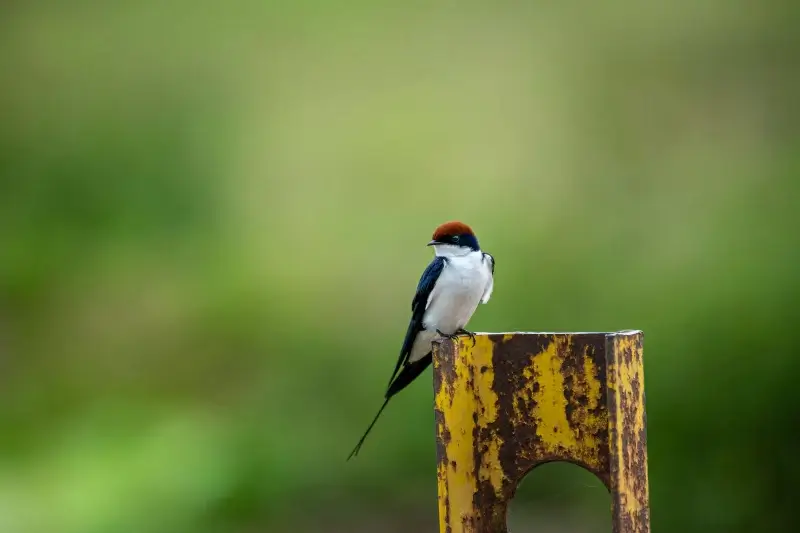 wild nature picture tiny swallow perching closeup scene