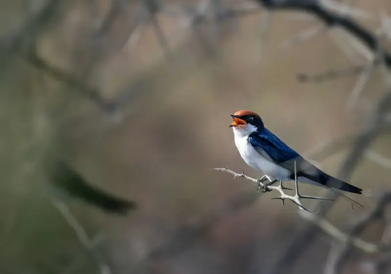 wild nature picture twittering swallow scene