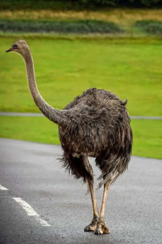 wild nature picture walking ostrich scene