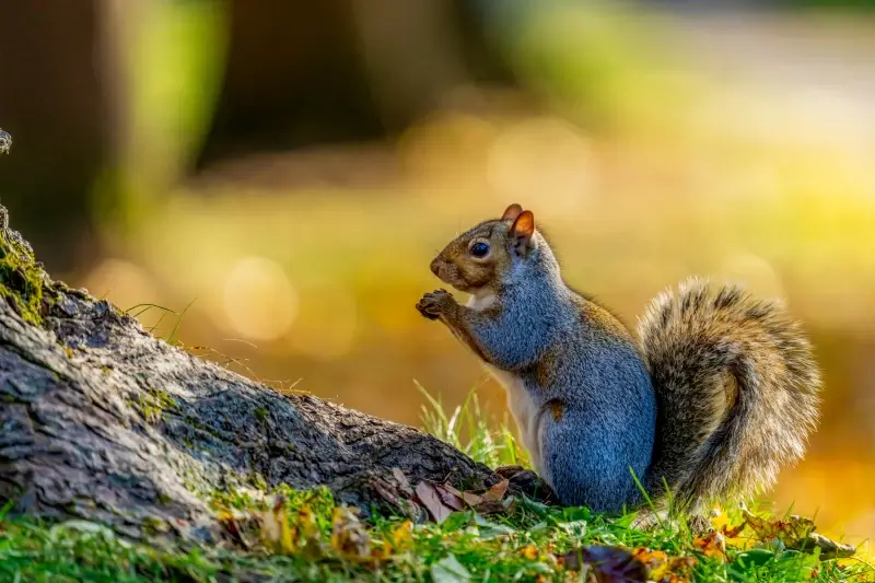 wild nature scene picture cute small squirrel 