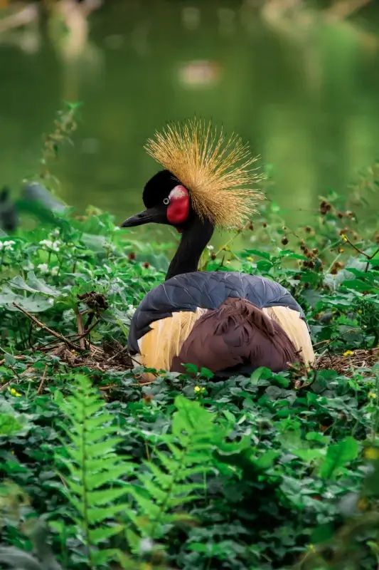 wild nature scene picture grey crowned crane closeup 