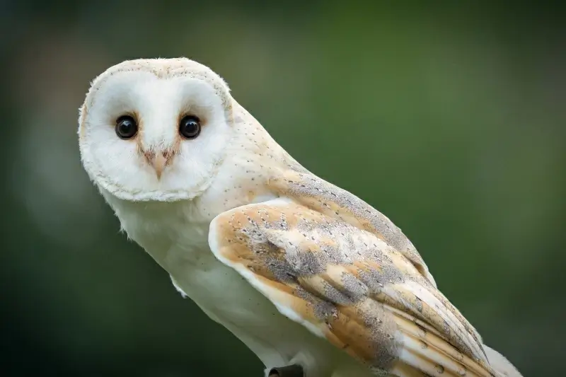 wild owl picture elegant closeup 