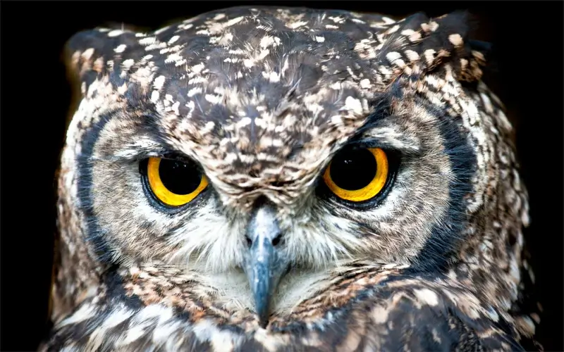 wild owl picture face closeup