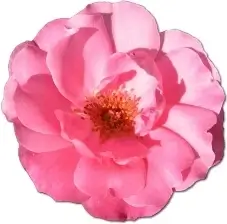 Wild Rose Pink 1