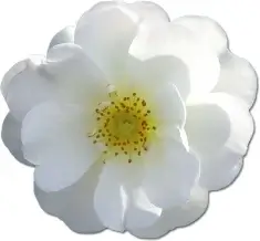 Wild Rose White 2