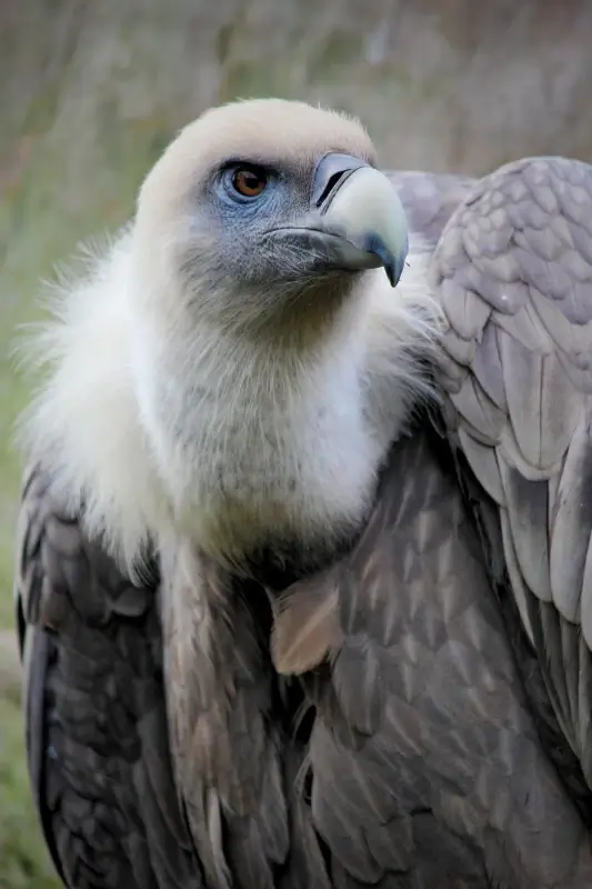 wild vulture picture elegant closeup