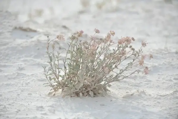 wilderness mexico national