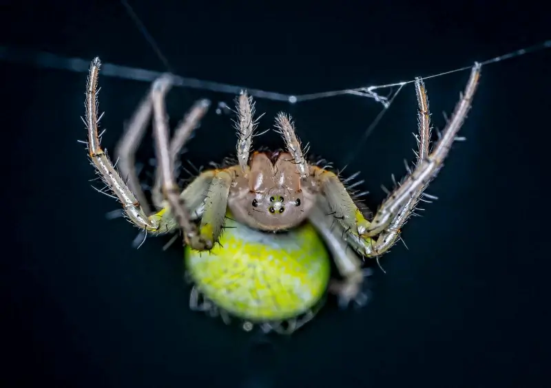 wilderness picture contrast spider closeup 