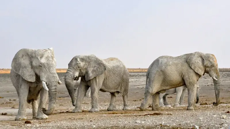 wilderness picture crowded elephants herd scene