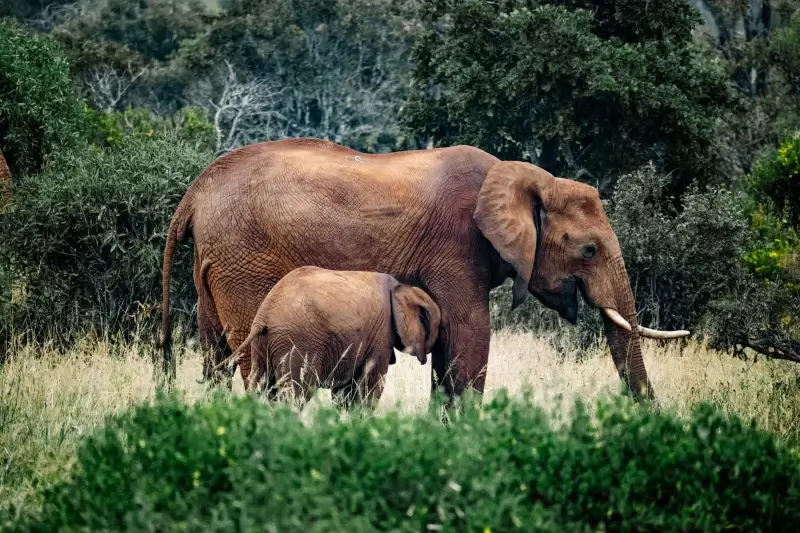 wilderness picture cute elephant herd grassland scene