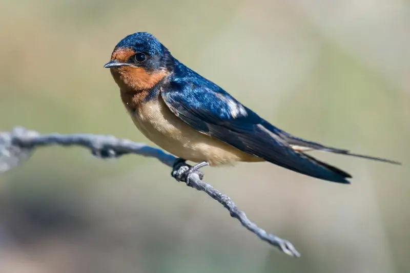 wilderness picture cute tiny swallow perching 