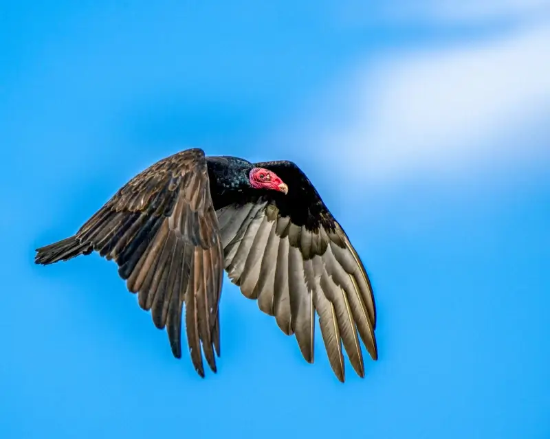 wilderness picture dynamic flying vulture sky scene 
