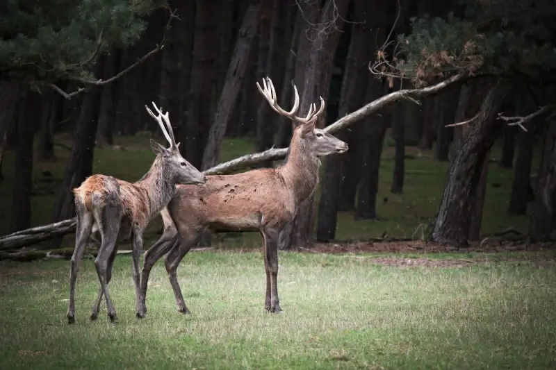 wilderness picture reindeers herd forest scene 