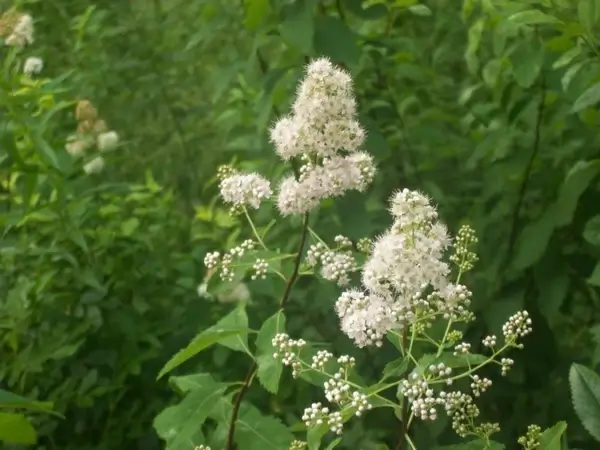 wildflowers