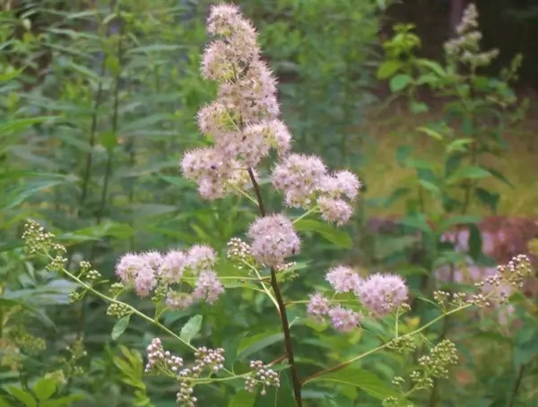 wildflowers