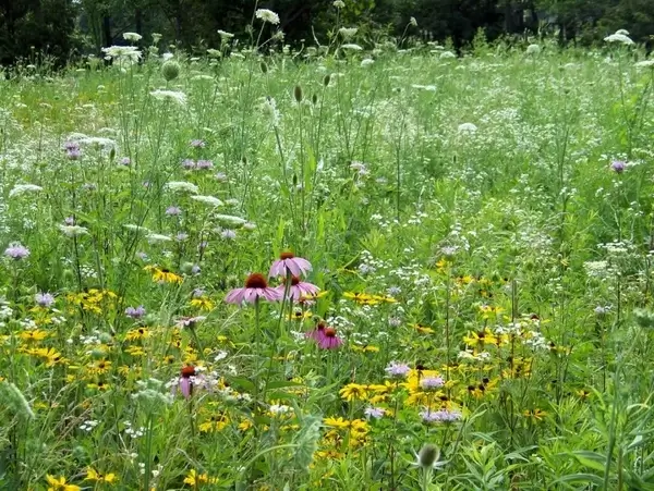 wildflowers in field