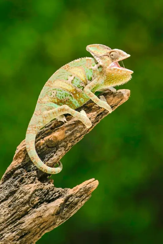 wildlife picture bright chameleon trunk closeup 