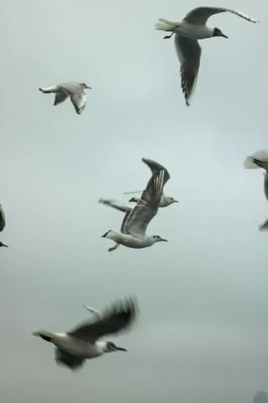 wildlife picture dynamic flying seagulls flock