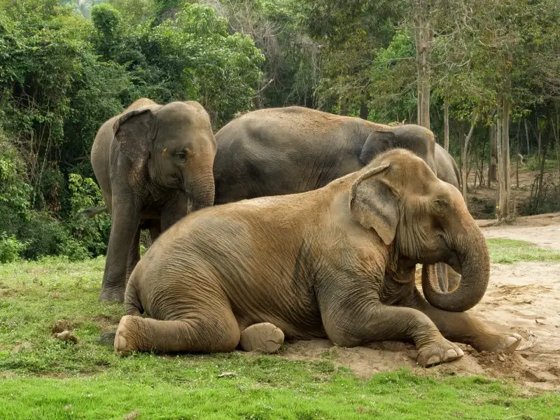wildlife picture elegant elephant herd trees scene 