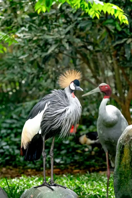 wildlife picture grey elegant crowned crane herd closeup