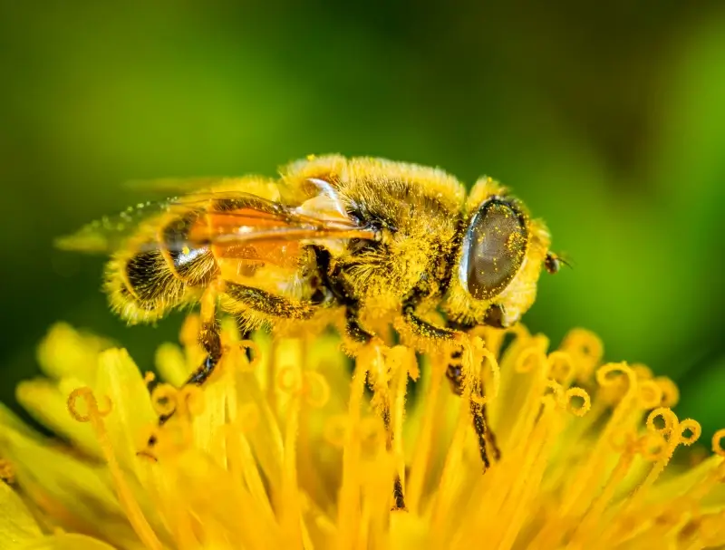 wildlife picture honeybee perching petal closeup