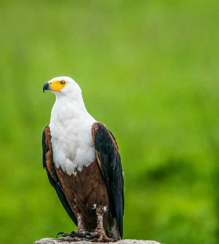 wildlife picture perching eagle bird 