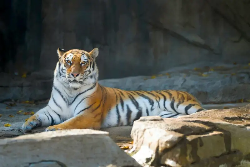 wildlife picture relaxing tiger