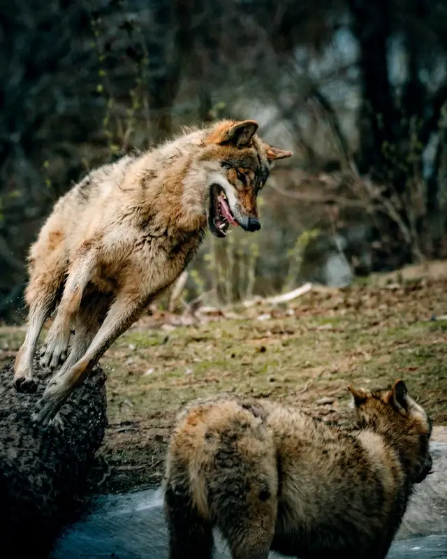 wildlife scene picture dynamic wolves herd 