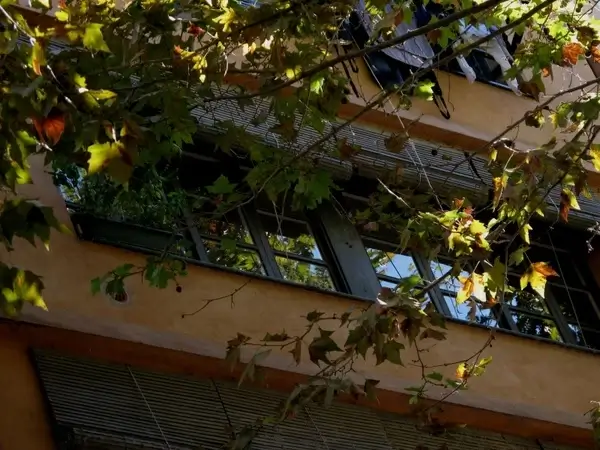 window reflection branches