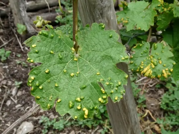 wine leaf smallpox mite infestation