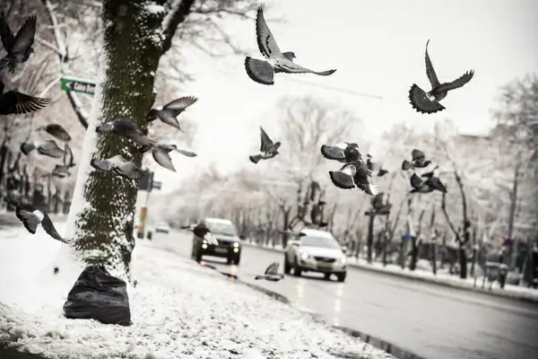 winter
