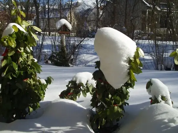 winter aviary snow