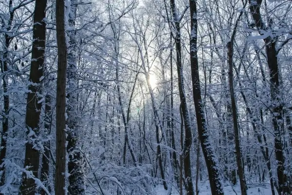 winter forest forest trees
