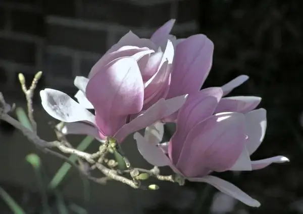 winter magnolia