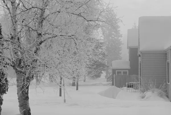 winter mist