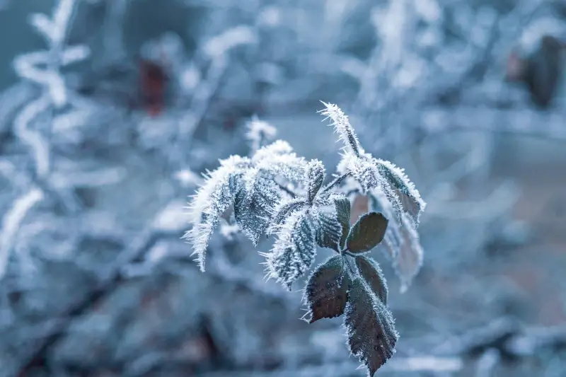 winter nature picture closeup frozen leaves